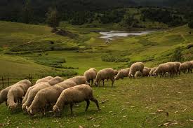 Mannavanur Sheep Farm Kodaikanal